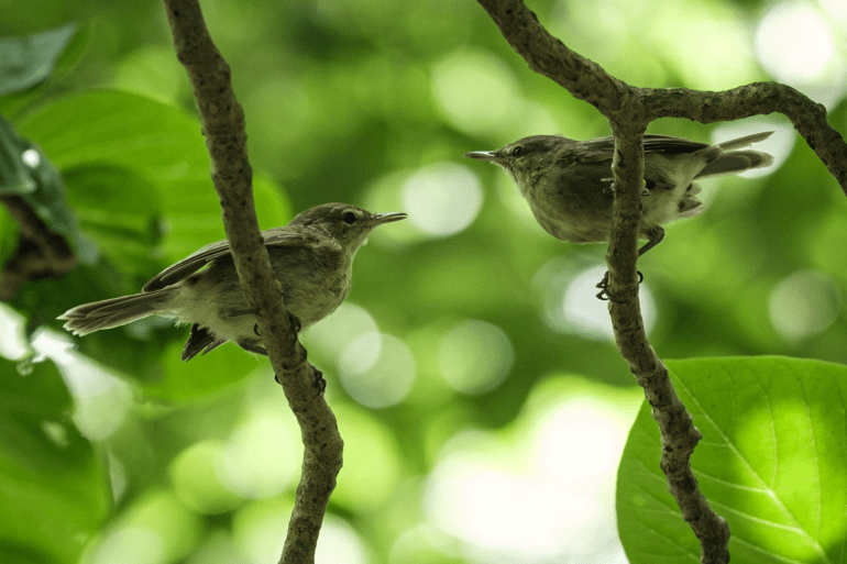 seychelles warbler