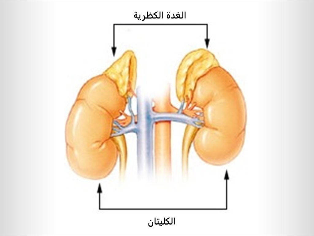 الأدرينالين.. هرمون الكر والفر