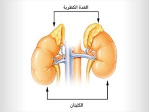 الأدرينالين.. هرمون الكر والفر
