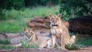 تلتقي المحافظة على الطبيعة بالفخامة في وجهة السفاري هذه في جنوب إفريقيا