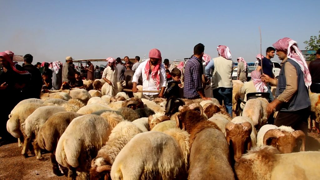 ركود في سوق الأضاحي بإدلب شمال سوريا