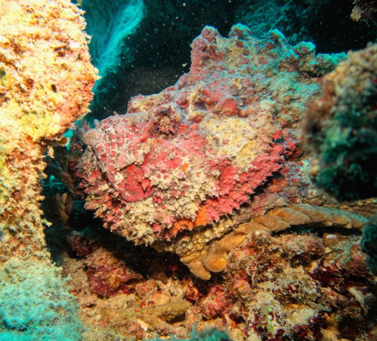 Stone fish - Synanceia verrucosa - resting on the tropical coral reef ( head profile)