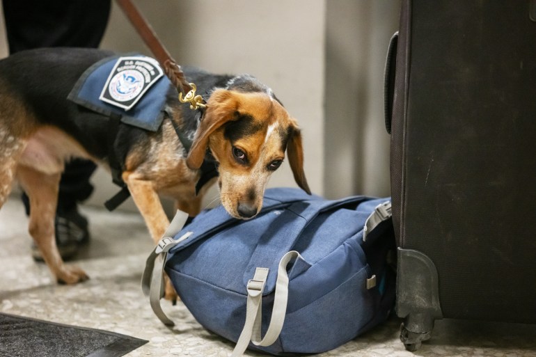 DULLES, VA- OCTOBER 16: Freddie, a K9 with the CBP's Beagle Brigade, works the floor at Dulles International Airport in Dulles, VA on October 16, 2024. (Photo by Craig Hudson for The Washington Post via Getty Images)