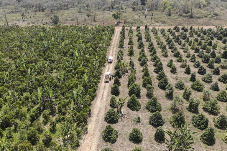 People work in a coffee farm near Nzara, South Sudan on Saturday, Feb. 15, 2025. (AP Photo/Brian Inganga)