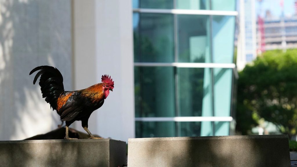 فيديو. في حضرة الدجاج.. الديوك تحتل شوارع ميامي