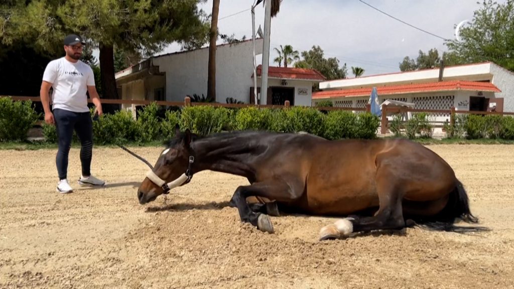 سوريون يحققون أحلامهم باقتحام ميادين الفروسية بعدما احتكرتها عائلة الأسد