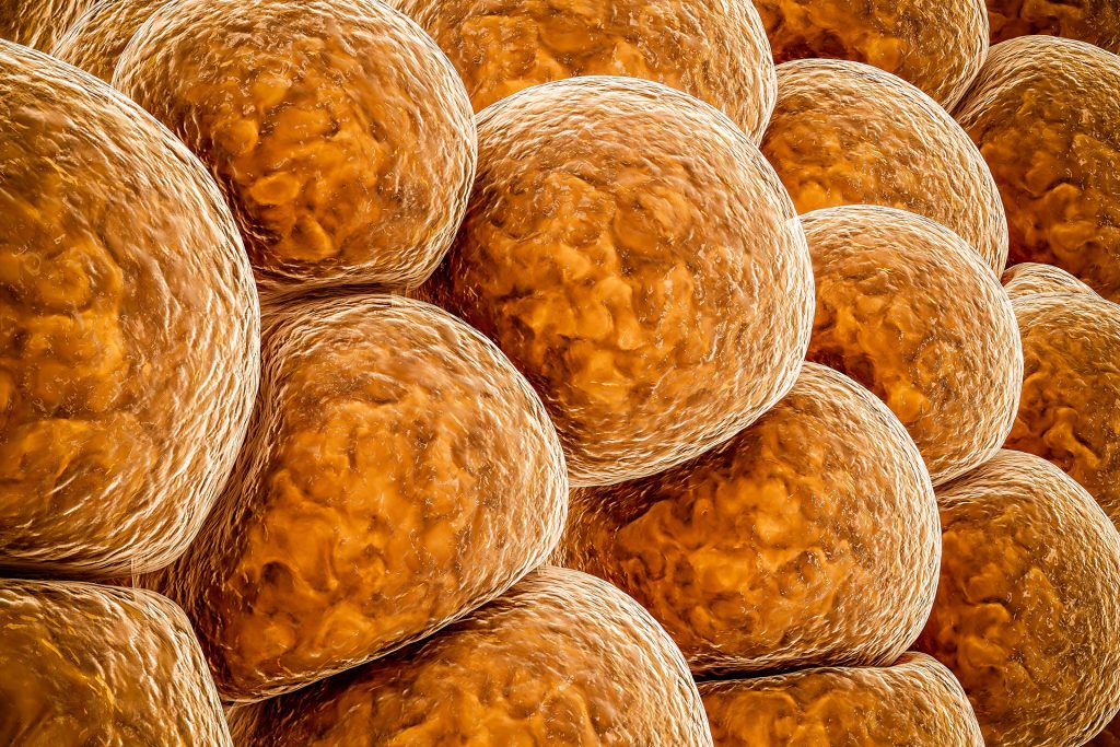 الكشف عن بروتين قد يحسّن علاج السمنة وأمراض القلب والأوعية الدموية