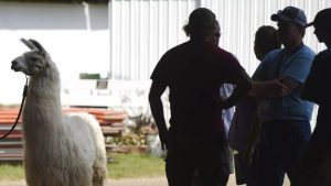 باحثون فرنسيون يستخدمون أجسامًا مضادة مشتقة من “اللاما” لعلاج الفصام