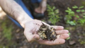 الكنز المنسي.. العلماء يحذرون من فقدان الشبكات الفطرية الأرضية الداعمة للنظم البيئية للكوكب