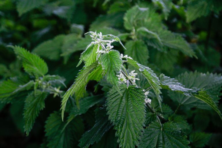 Nettles close up