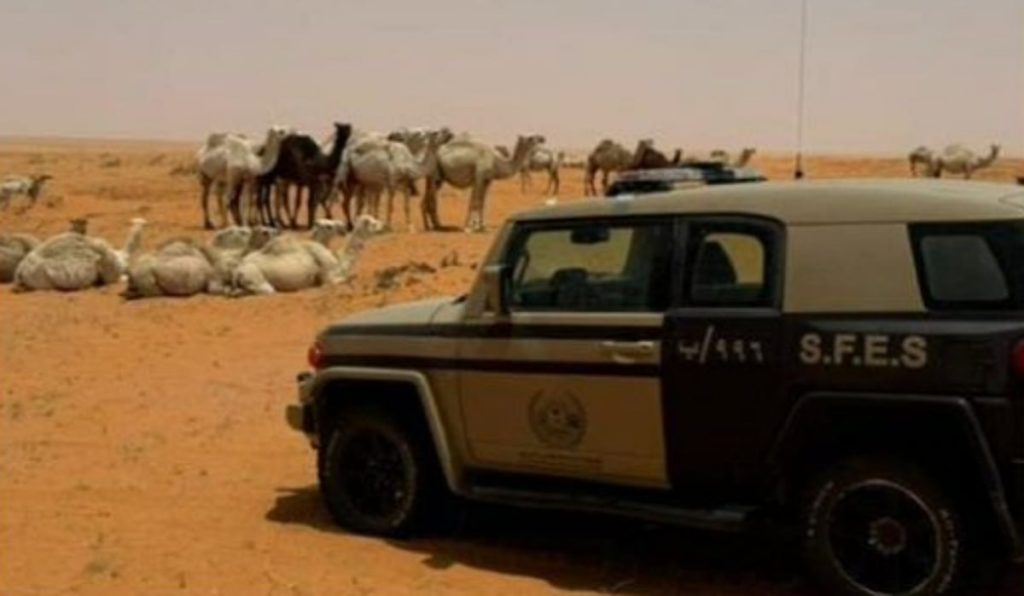 ضبط مواطن لارتكابة مخالفة رعي في محمية الإمام تركي بن عبدالله الملكية