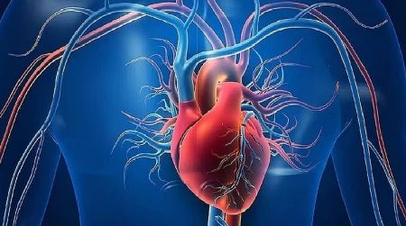 فهد الطبية توضح أعراض قصور عضلة القلب وأسبابه