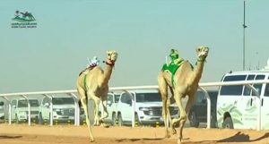 بجوائز مالية تتجاوز 10 ملايين ريال.. انطلاق كأس الأولمبية السعودية للهجن