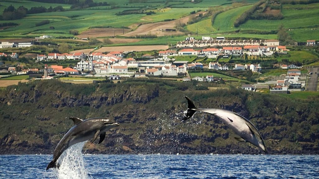 رايان إير تهدد بإلغاء جميع الرحلات الجوية إلى جزر الأزور