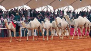 إطلاق مسابقة "سنام" ضمن النسخة العاشرة لمهرجان الملك عبدالعزيز للإبل