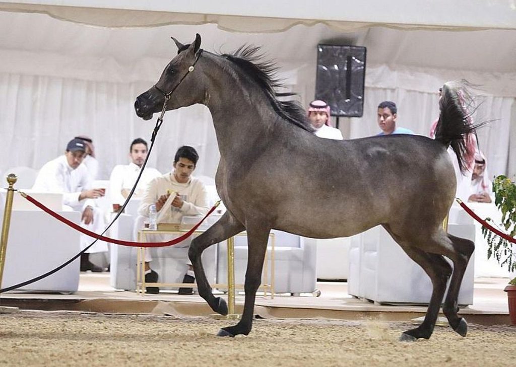 انطلاق بطولة حائل الدولية لجمال الخيل العربية الأصيلة الخميس القادم