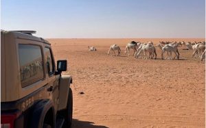 ضبط مواطن لارتكابه مخالفة رعي بمحمية الإمام عبدالعزيز بن محمد الملكية