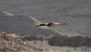 للمرة الأولى منذ 20 عاما.. محمية الأمير محمد بن سلمان الملكية ترصد ظهور للنسر الأبيض الذيل في المملكة