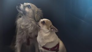 من أرشيف الحرب الباردة.. كيف سعت الاستخبارات الأمريكية لتحويل الكلاب إلى أدوات قتل؟