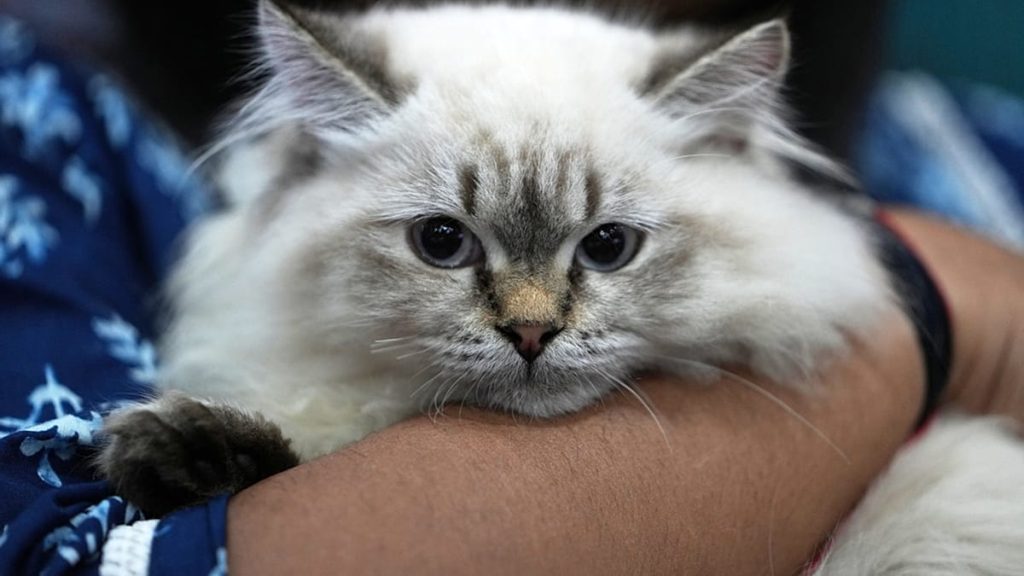 لماذا تمتلك القطط قدرة عجيبة على التنبؤ بالطقس؟