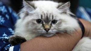 لماذا تمتلك القطط قدرة عجيبة على التنبؤ بالطقس؟