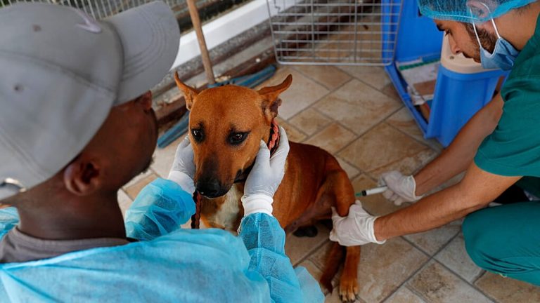 من قلب غزة.. قصة آخر ملجأ لإنقاذ الحيوانات من الجوع والموت