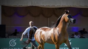 الرياض تستضيف العرض الدولي الثامن لجمال الخيل العربية 2025