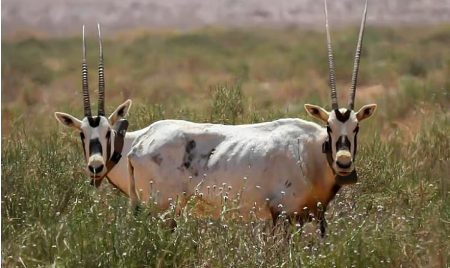 مدير «تنمية الحياة البرية»: إطلاق 8,000 كائن بمستقراتها الطبيعية للمساهمة بالتوازن البيئي