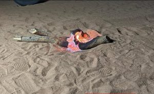 «الأمن البيئي» يضبط مخالفًا لإشعاله النار في غير الأماكن المخصصة لها بالمدينة المنورة