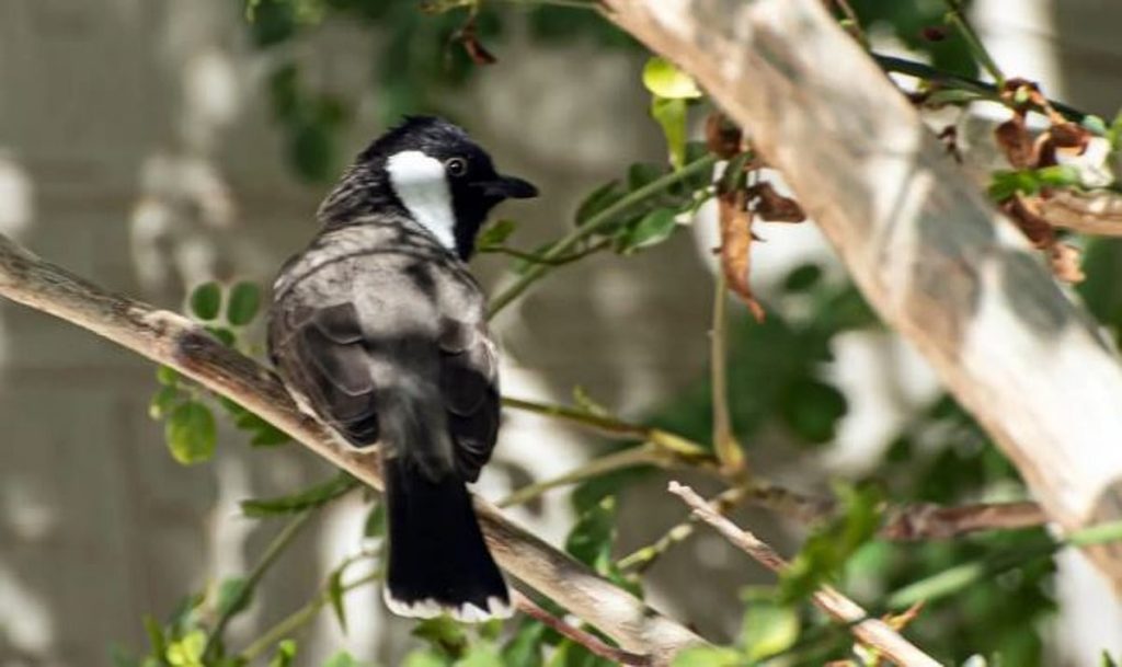 البلبل أبيض الخدّ.. نغمة الطبيعة المقيمة في سماء الحدود الشمالية