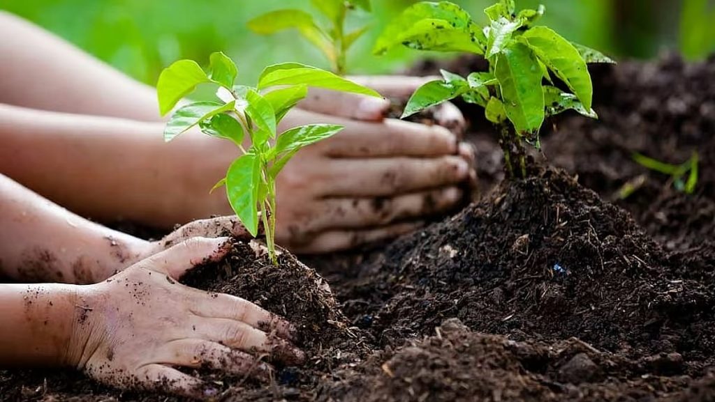 مزارع: تأثرت النباتات في الطائف جراء الموجة الباردة والصقيع خصوصا شجرة الورد