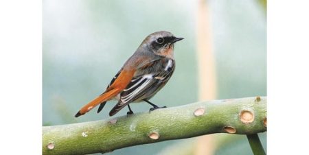 رصد 24 نوعاً من الطيور الزائرة الشتوية للكويت