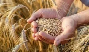 مع ضعف التداول.. أسعار قمح أوروبا تتراجع – أخبار السعودية