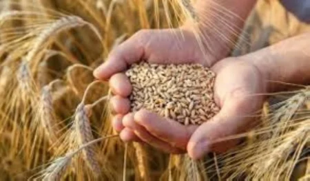 مع ضعف التداول.. أسعار قمح أوروبا تتراجع – أخبار السعودية