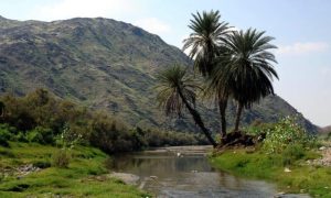 زراعة 55 نباتًا محليًا في القصيم ضمن مبادرة السعودية الخضراء