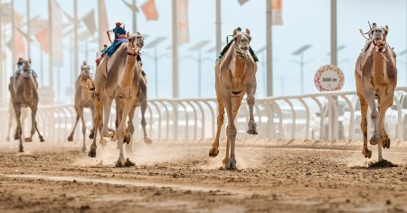 مهرجان خادم الحرمين الشريفين للهجن يبدأ استقبال التسجيل في أشواط «المزاين»