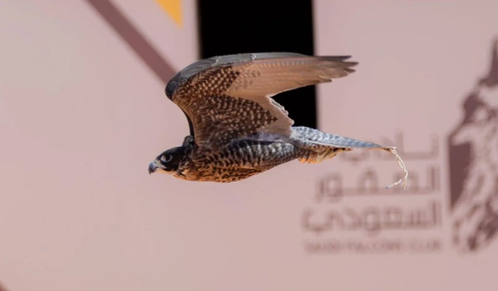 تتويج 12 محترفًا دوليًّا بكؤوس الملك عبدالعزيز في مهرجان الصقور 2025