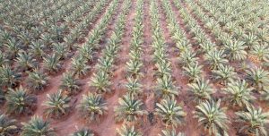 بإنتاج 40 ألف طن سنويا.. مليون نخلة تدفع عجلة التنمية في الجوف