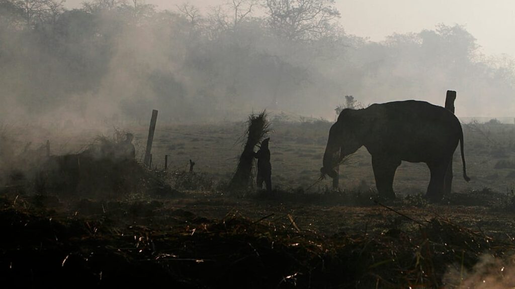 شهوة ذكور الفيلة تخلف سلوكًا عدوانيًا.. فيل يقتل سائحا في تايلاند