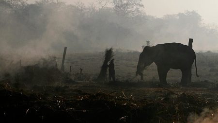 شهوة ذكور الفيلة تخلف سلوكًا عدوانيًا.. فيل يقتل سائحا في تايلاند