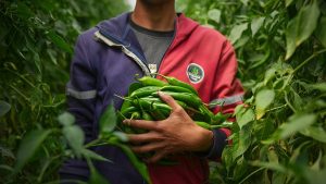 خلط النعناع بالفلفل الحار يضاعف مقاومة الالتهاب.. ماذا كشفت الدراسات؟