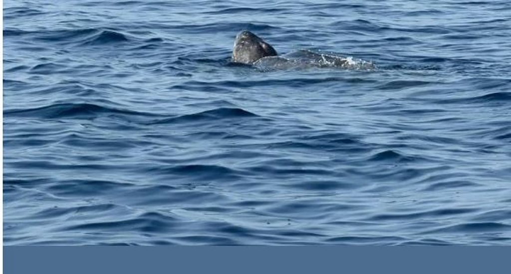 في تسجيل نادر.. «الحياة الفطرية» يرصد سلحفاة جلدية الظهر في البحر الأحمر