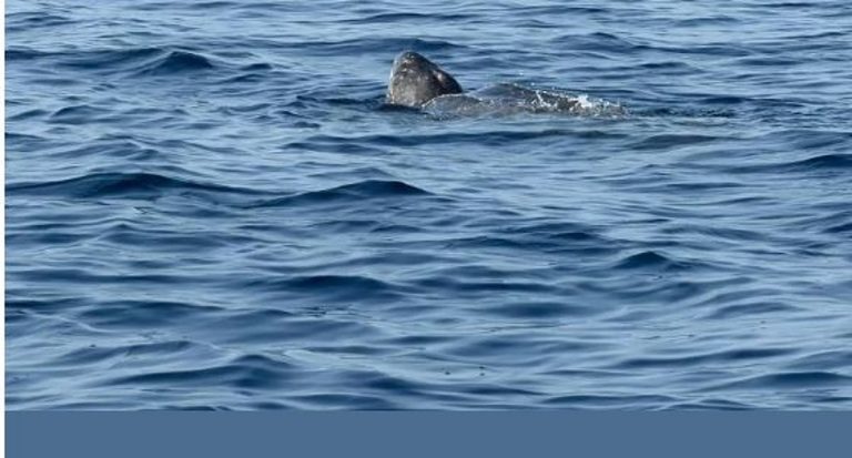 في تسجيل نادر.. «الحياة الفطرية» يرصد سلحفاة جلدية الظهر في البحر الأحمر