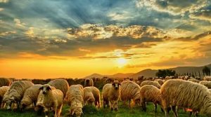 الإرشاد الزراعي: 4 مؤشرات لتقييم جودة لحم الأغنام