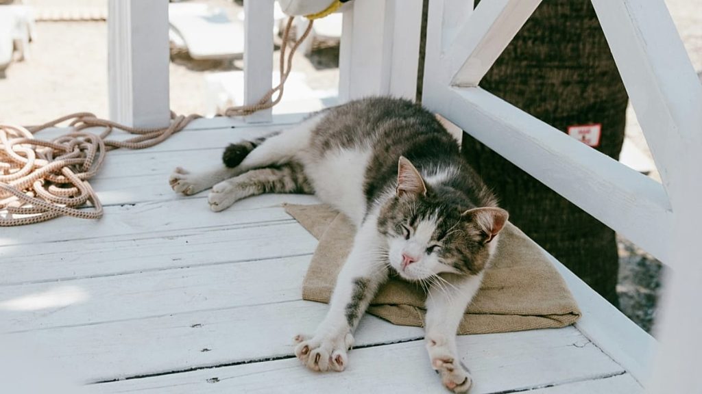 تسمح هذه الرحلة البحرية للركاب بالعيش على متن السفينة وإحضار حيواناتهم الأليفة