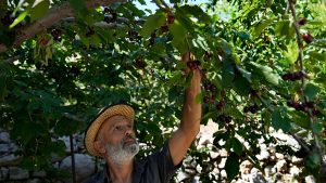 خسائر فادحة في قطاع الزراعة بجنوب لبنان.. القصف الإسرائيلي يحوّل أرض العسل والزيتون والتبغ إلى رماد