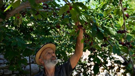 خسائر فادحة في قطاع الزراعة بجنوب لبنان.. القصف الإسرائيلي يحوّل أرض العسل والزيتون والتبغ إلى رماد