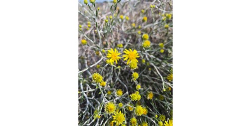 زهرة العرفج.. رمزية وطنية تعبر عن وحدة أهل الكويت في وجه العدوان الآثم