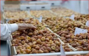 المدينة المنورة ثالث أكبر مناطق المملكة إنتاجًا للتمور بـ344 ألف طن سنويًا