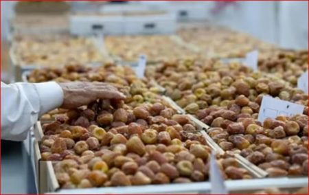 المدينة المنورة ثالث أكبر مناطق المملكة إنتاجًا للتمور بـ344 ألف طن سنويًا